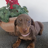 Bassottina con Pedigree ENCI