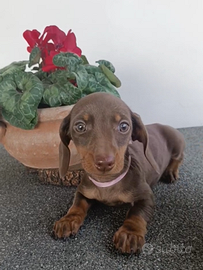 Bassottina con Pedigree ENCI