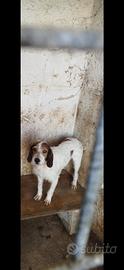 Jagd terrier