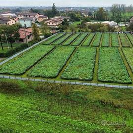 Elicicoltura Inpianto per lumache