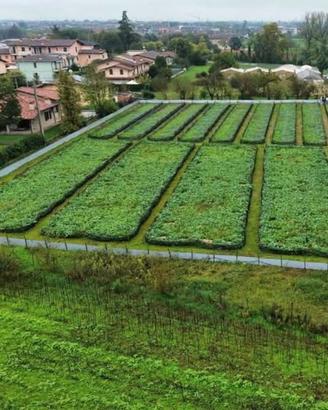 Elicicoltura Inpianto per lumache