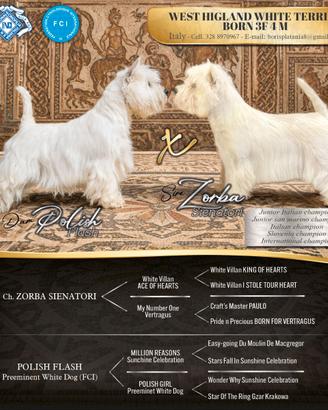 West Highland White Terrier