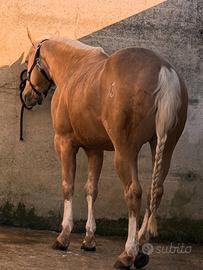 Quarter horse
