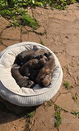 Cuccioli di Pastore belga di Malinois