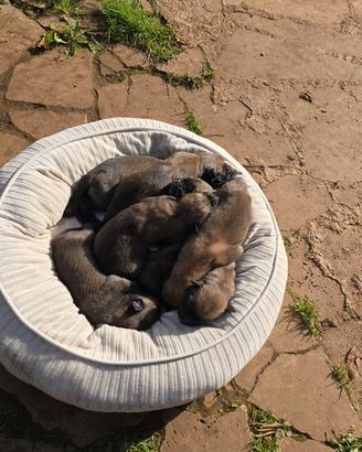 Cuccioli di Pastore belga di Malinois