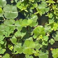 Quadrifoglio acquatico