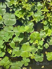 Quadrifoglio acquatico