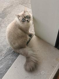 Gatto Siberiano per monta