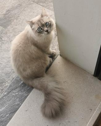 Gatto Siberiano per monta