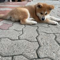 Cucciolo di Akita inu