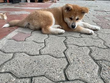 Cucciolo di Akita inu