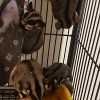 Petauro dello zucchero