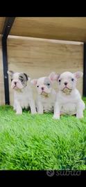 Ultimo bulldog francesi 2 mesi
