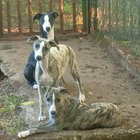 Whippet cuccioli meravigliosi