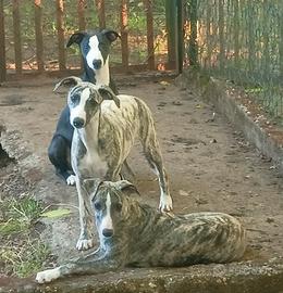 Whippet cuccioli meravigliosi