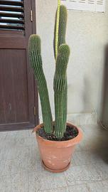 Grande Cactus Colonnare a Tre Fusti