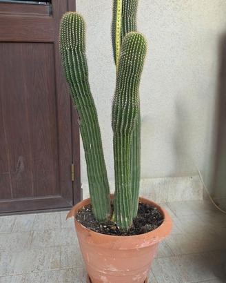 Grande Cactus Colonnare a Tre Fusti