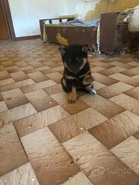 Shiba Inu nero cuccioli con Pedigree Italiano