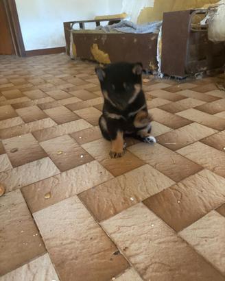 Shiba Inu nero cuccioli con Pedigree Italiano
