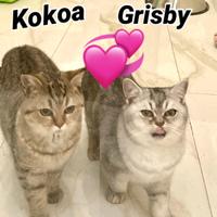 Milano 2 gatte british shorthair