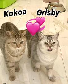 Milano 2 gatte british shorthair