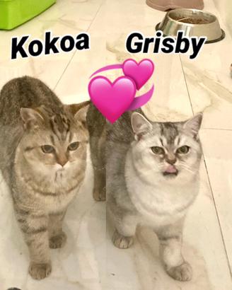 Milano 2 gatte british shorthair