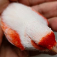 Canarini rossintensi è rosso mosaico