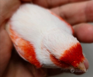 Canarini rossintensi è rosso mosaico