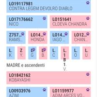 Cuccioli di pastore malinois