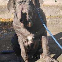 Mastino napoletano m.o.n.t.a