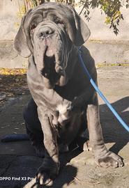 Mastino napoletano m.o.n.t.a