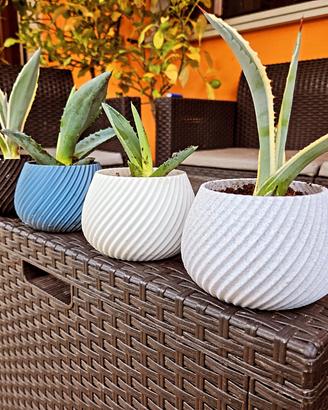 Aloe in vaso