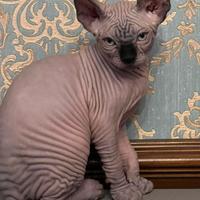 Sphynx