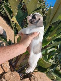 Bulldog francese