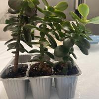 albero di giada