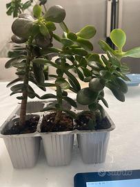 albero di giada