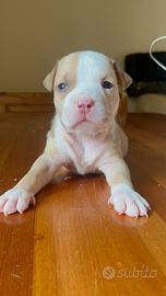 Cucciolo di pitbull