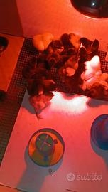 Australorp dal 31Marzo