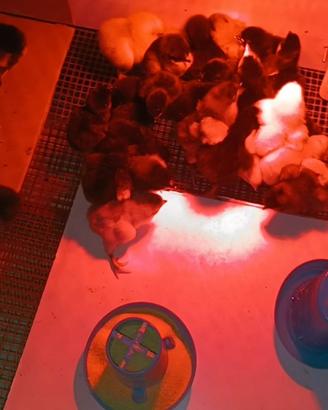 Australorp nuovo arrivo a Maggio