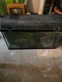 Acquario