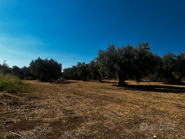 Terreno agricolo - cepagatti