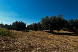 Terreno agricolo - cepagatti