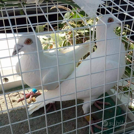 Colombi bianchi per matrimoni