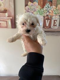 Maltese