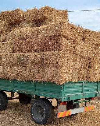 paglia depolverata per lettiera e pacciamatura