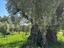 Immagine 11