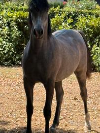 Psa cavallo arabo