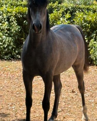 Psa cavallo arabo