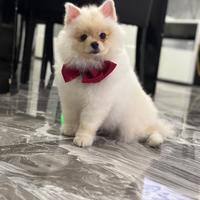 Spriz di Pomerania tedesco