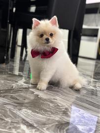 Spriz di Pomerania tedesco